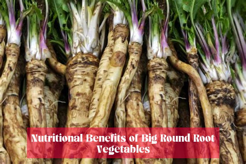 Nutritional Benefits of Big Round Root Vegetables